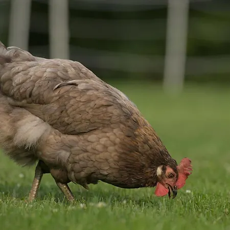 Feriehus Tiny House Suedliches Friesland-fri Erleben *