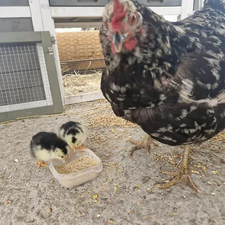 Feriehus Tiny House Suedliches Friesland-fri Erleben *