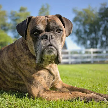 Tiny House Suedliches Friesland-fri Erleben *