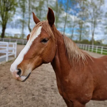 Tiny House Suedliches Friesland-fri Erleben