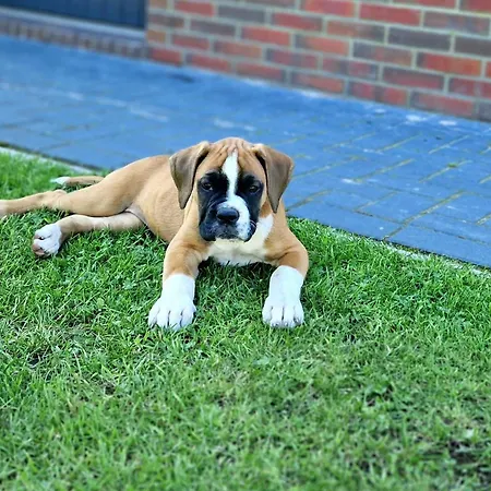 Feriehus Tiny House Suedliches Friesland-fri Erleben