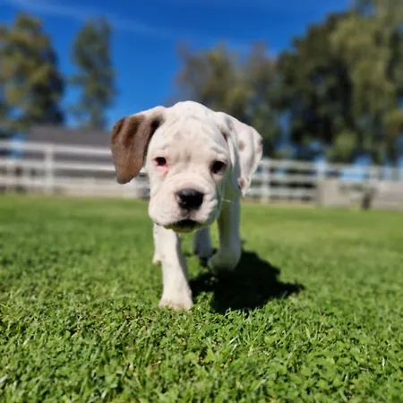 Tiny House Suedliches Friesland-fri Erleben Feriehus *